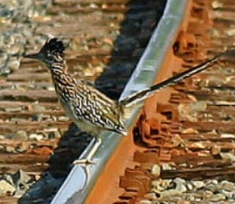 rail_roadrunner_large