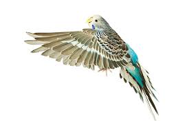 budgie