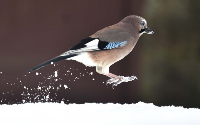 potd-jay-2_3135322k