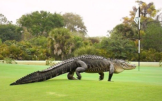 gator_golf_1_3228970b