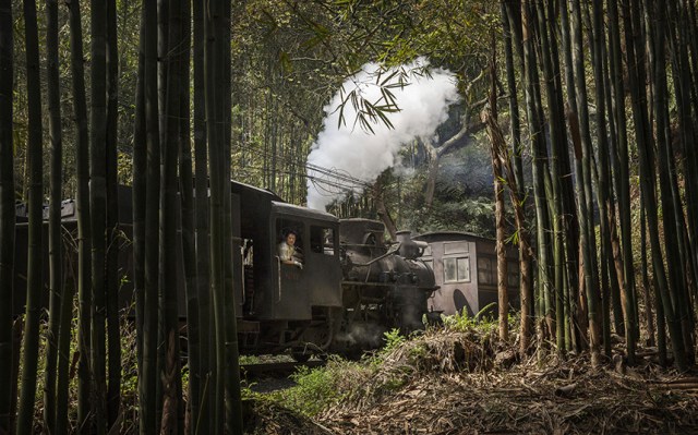 china-train-bamboo_3308806k