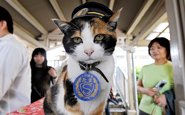 japan-station-cat_3357178b