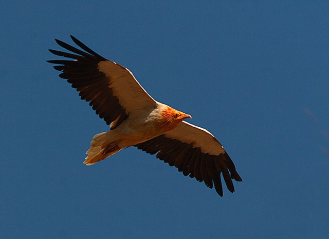 Egyptian_vulture_in_flight