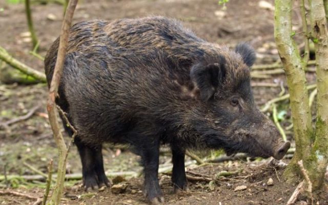 1944920_may0012302___daily_telegraph___wild_boar_at_simon_gaskells_farm_the_real_boar_company_at_ya-large_transplgof-dgg3z4gg9owgqtxb17b7