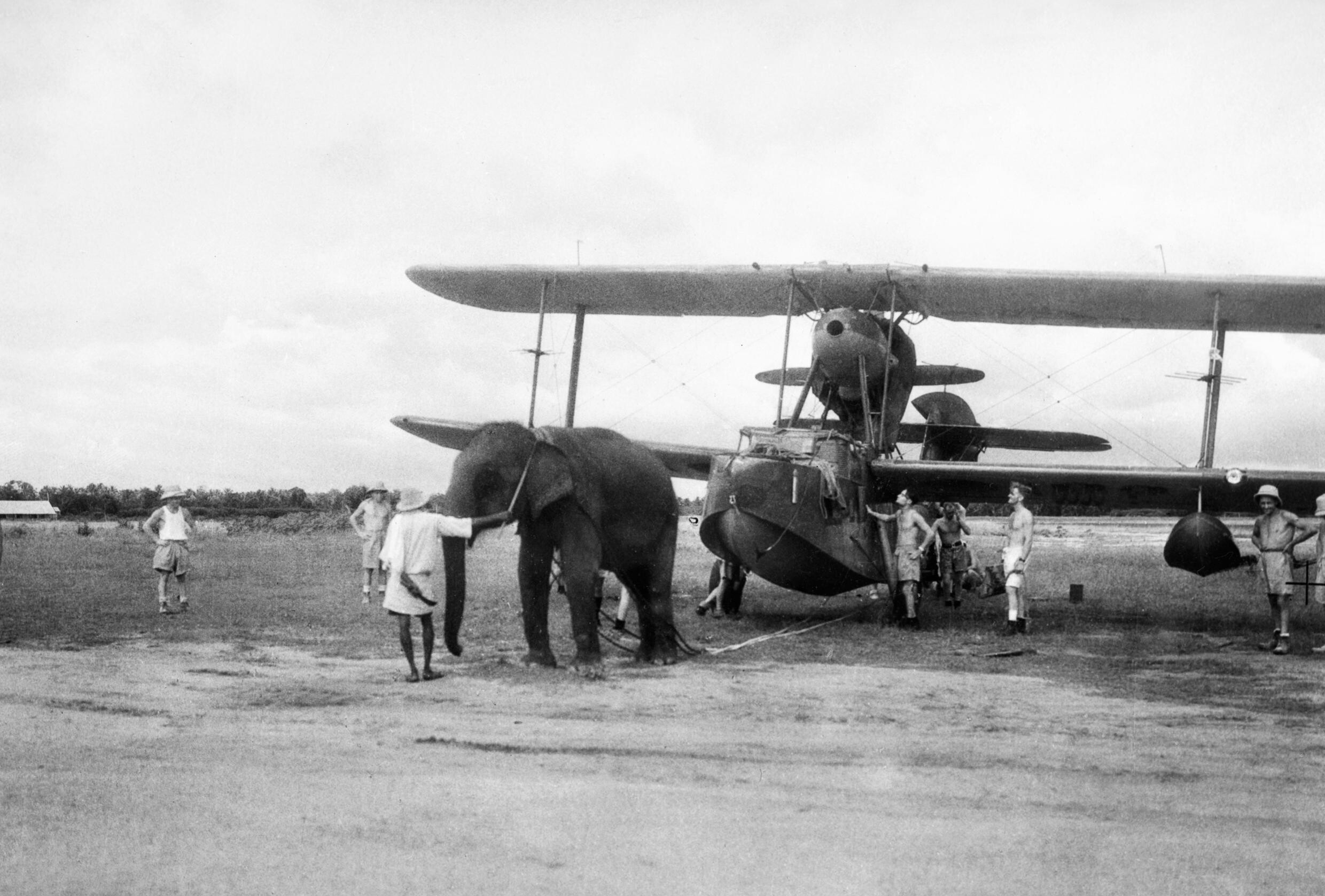 An_elephant_pulling_a_Supermarine_Walrus_aircraft_into_position_at_a_Fleet_Air_Arm_station_in_India,_June_1944._A24291